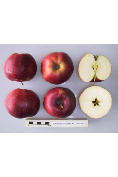 Яблоня Джонаголд Эрли Квин мякоть